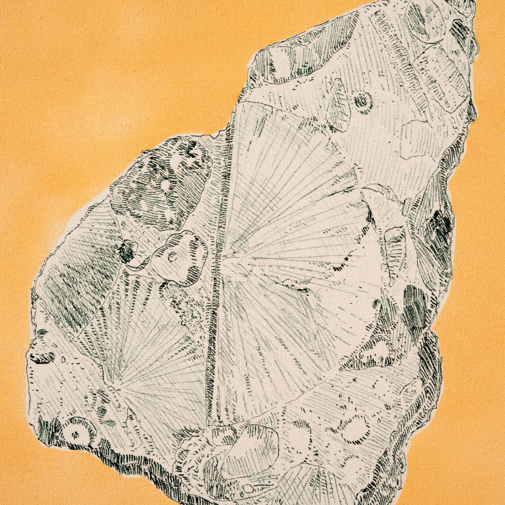 Fossile anticostien II
